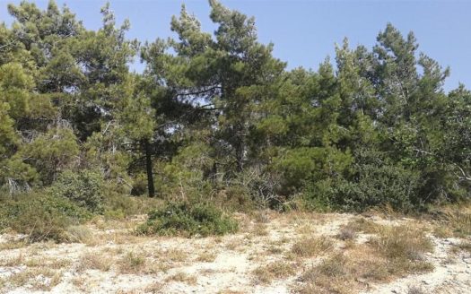 Shared field in Neo Chorio, Paphos