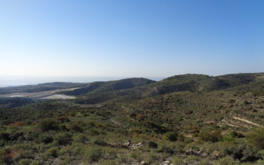 Shared agricultural field in Asgata, Limassol