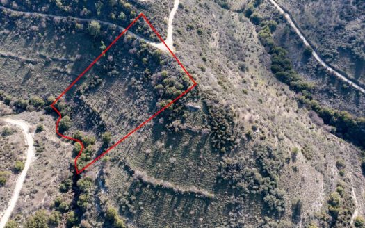 Field in Dora, Limassol