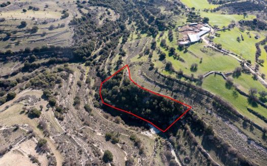 Field in Dora, Limassol