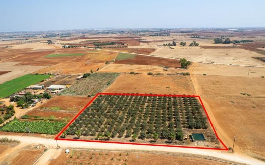 Agricultural field in Avgorou, Famagusta